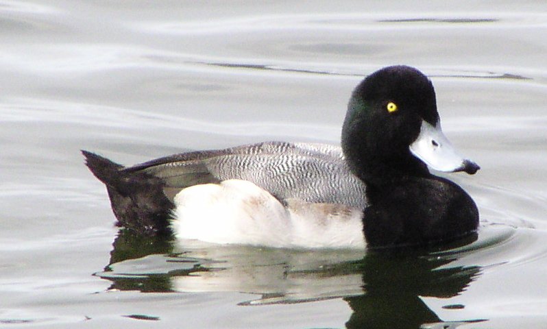 [Lesser scaup]