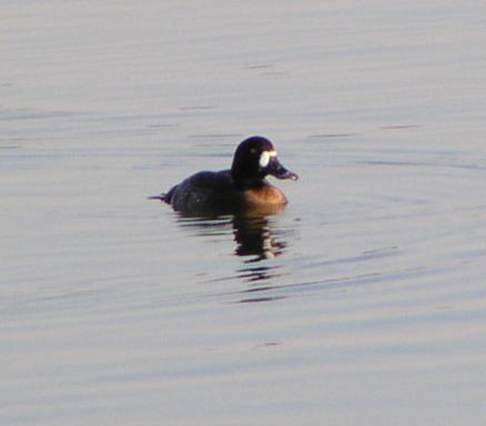 [Lesser scaup]