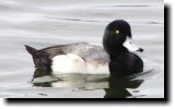 [ Lesser scaup ]