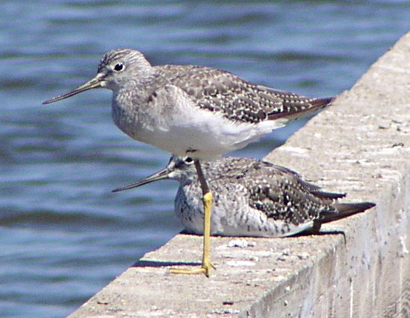 [Lesser yellowlegs]