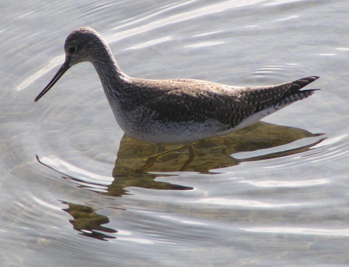 [Lesser yellowlegs]