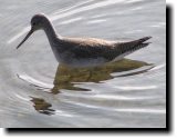 [ Lesser yellowlegs ]