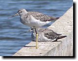 [ Lesser yellowlegs ]