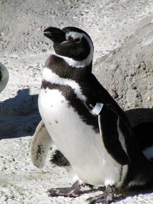 [Magellanic penguin]