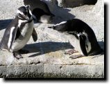 [ Magellanic penguin ]