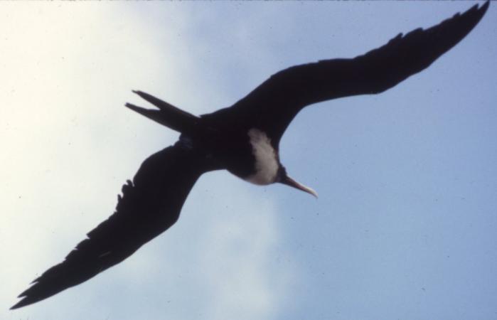 [Magnificent frigatebird]