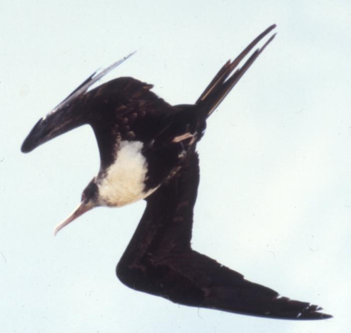 [Magnificent frigatebird]