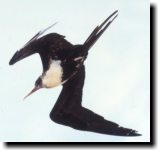 [ Magnificent frigatebird ]