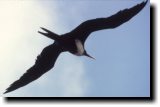 [ Magnificent frigatebird ]