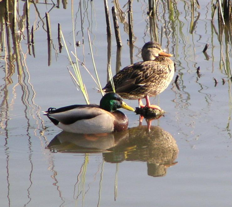 [Mallard]