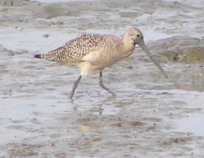 [Marbled godwit]