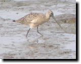 [ Marbled godwit ]