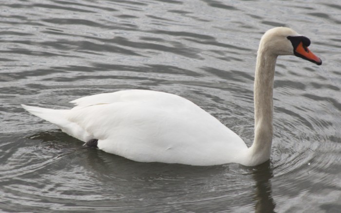 [Mute swan]