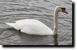 [ Mute swan ]