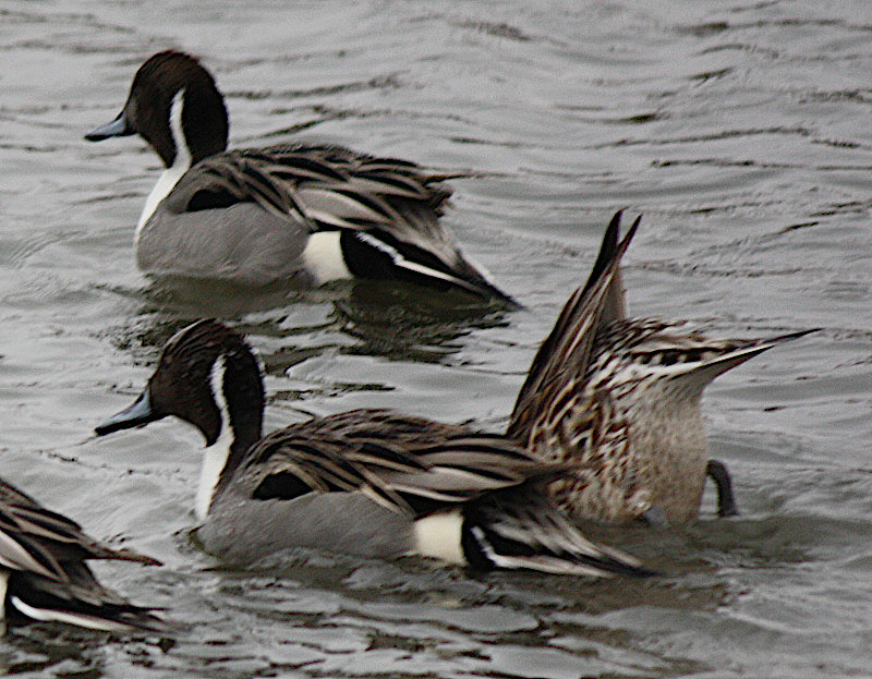 [Northern pintail]