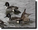 [ Northern pintail ]