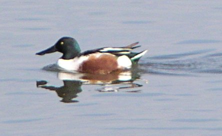 [Northern shoveler]