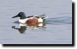 [ Northern shoveler ]