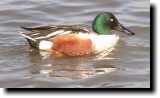 [ Northern shoveler ]