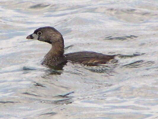 [Pied-billed grebe]