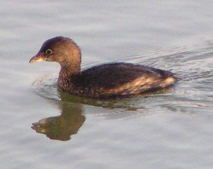 [Pied-billed grebe]