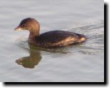 [ Pied-billed grebe ]