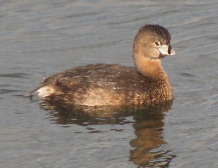 [Pied-billed grebe]