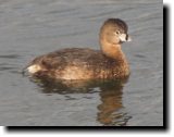 [ Pied-billed grebe ]