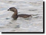 [ Pied-billed grebe ]