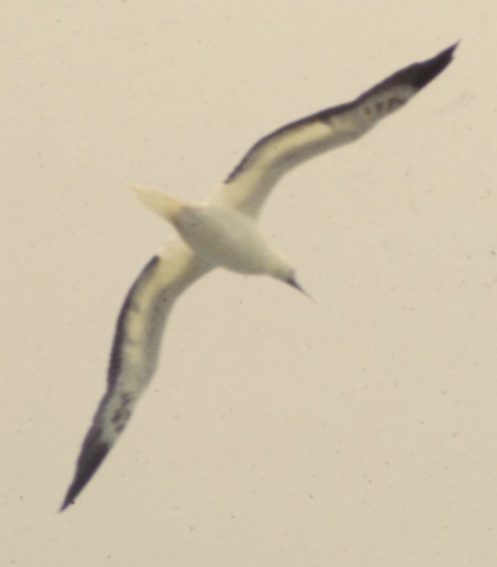 [Red-footed booby]