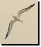 [ Red-footed booby ]