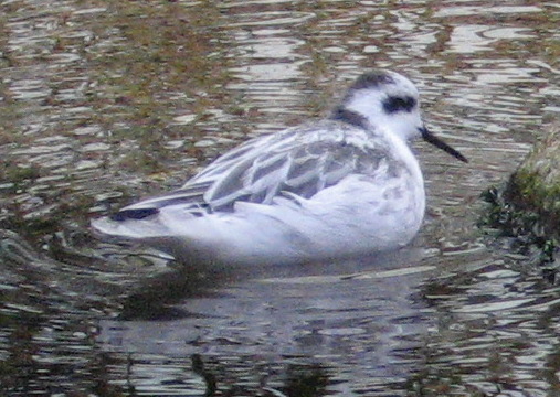 [Red-necked phalarope]