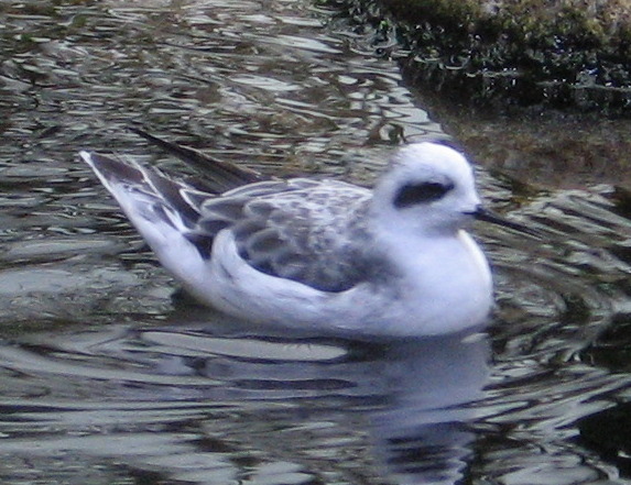 [Red-necked phalarope]