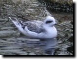 [ Red-necked phalarope ]