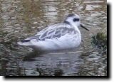 [ Red-necked phalarope ]