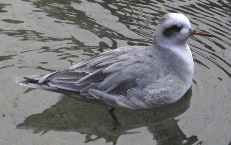 [Red phalarope]