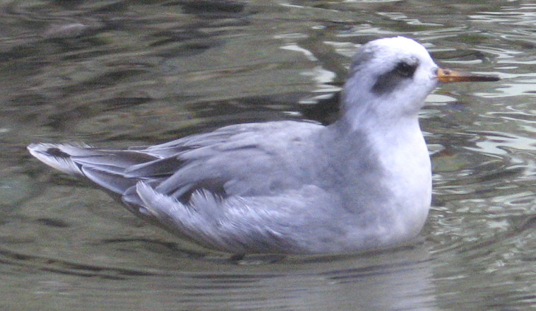 [Red phalarope]