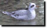 [ Red phalarope ]