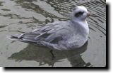 [ Red phalarope ]