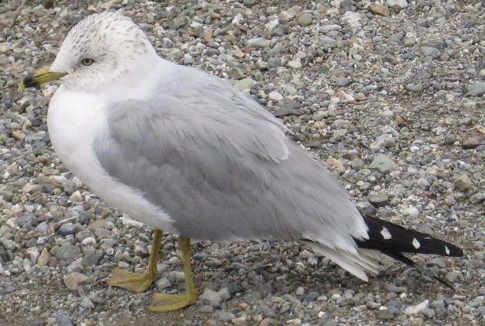 [Ring-billed gull]