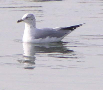 [Ring-billed gull]