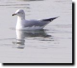 [ Ring-billed gull ]