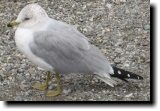 [ Ring-billed gull ]