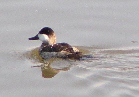 [Ruddy duck]