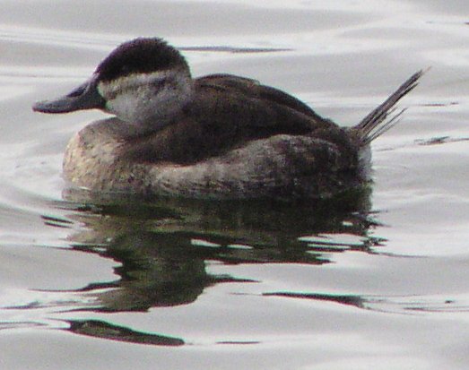 [Ruddy duck]