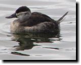 [ Ruddy duck ]