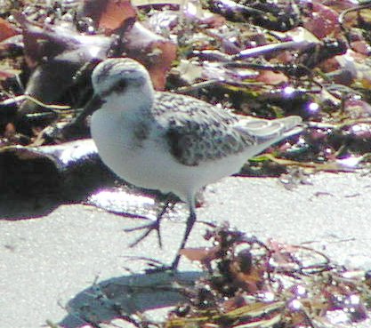 [Sanderling]