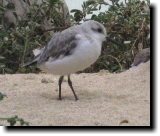 [ Sanderling ]