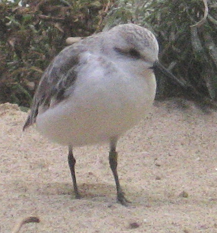 [Sanderling]