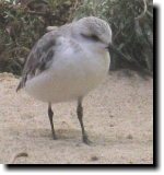 [ Sanderling ]